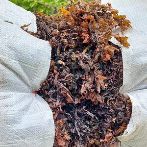Vente en gros d'extrait de sargasses séchées Henslowianum Gulfweed engrais pour l'alimentation animale et alimentaire produit agricole - Product Image 1