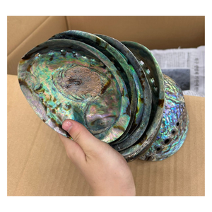 Fournisseur de coquilles d'ormeau Coquille d'ormeau naturelle du Vietnam de l'océan du Vietnam pour l'exportation Vente en gros et commandes personnalisées - Product Image 3