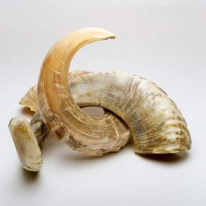 Corne de bélier naturelle polie pour projets d'artisanat, décoration intérieure, accessoires de bricolage et vente en gros - Product Image 1