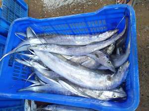 Pescado Congelado de Primera Calidad, Bajo en Carbohidratos y Sal, Tamaño 6cm, en Venta - Product Image 3