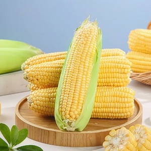 Maïs sucré congelé en vrac IQF maïs blanchi directement du Vietnam fournisseur et fabricant OEM - Product Image 6