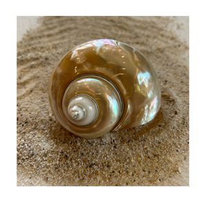 Turbo Shell Ocean Conch Natural Seashell For Decoration Vintage Style Coastal Display Wedding Party <b>Beach</b> House Collectibles - Product Image 1