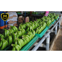Hoge kwaliteit, verse, zoete smaak, ISO-gecertificeerd, Vietnam oorsprong, Cavendish bananen, tropische vruchten, graad A, 13,5 kg KM/Cavendish banaan