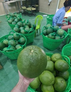 ส้มโอเวียดนามสีแดงพรีเมี่ยมหวานฉ่ำและสดชื่นเป็นธรรมชาติน้ำหนัก1.5-2.0กก - Product Image 6