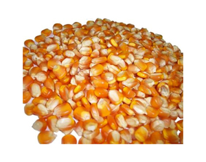 Maíz Amarillo 185g, Maíz Amarillo Puro Orgánico Limpio y Seco / Maíz Amarillo Seco a Granel Disponible - Product Image 2