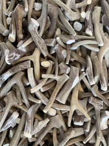 Cuernos de Ciervo Rojo Naturales de Primera Calidad - Product Image 6