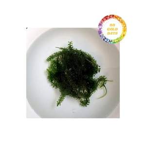 Producteur et exportateur fiable de raisins de mer verts frais du Vietnam offrant de haute qualité et un prix abordable pour la vente en gros - Product Image 3