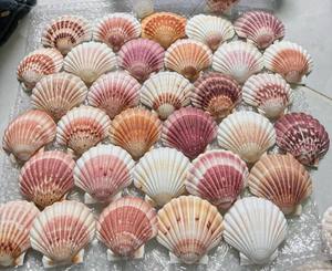 Coquilles de pétoncles naturelles Ms Sophie en vrac pour mariage, décoration intérieure et événements - Product Image 6