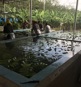 Plátano Cavendish Fresco de Origen Vietnam, Fruta Premium para Preparación Culinaria, Uso Comercial y Comercio al por Mayor - Product Image 4