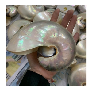 Nautilus Shell pour les pièces d'art de collection et le style intérieur par la société Vietnam 99 Gold Data Nautilus Shell - Product Image 2