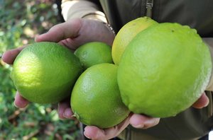 มะนาวเขียวสดไร้เมล็ดสำหรับทำอาหารเครื่องดื่มเลม่อนราคาส่งออกขายอาหารในตลาดเวียดนาม - Product Image 6