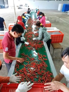 [ตัวเลือกที่ดีที่สุด] พริกสด ราคาดีที่สุด คุณภาพสูง - จากเวียดนาม - พร้อมส่ง - Product Image 6
