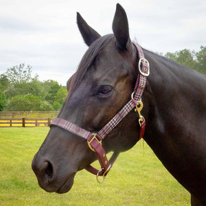 Collar protector para caballos, halter grueso para equitación, el mejor fabricante de halteres para caballos de Alexandria Industries - Product Image 6