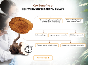 Poudre de champignon Lignosus Rhinocerus Sclerotium LiGNO TM02 (Tiger Milk Mushroom) 100% Pure, Séchée à Froid, Complément Alimentaire de Qualité Alimentaire - Product Image 4