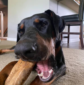 Buen precio, palo masticable ecológico para perros, madera Natural, café, madera, juguete masticable, seguro para perros en Vietnam - Product Image 4