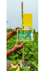 Paquete A5 de 25 trampas adhesivas amarillas Nos para insectos Paquete de trampas de plástico para atrapar moscas y TRIPs - Product Image 2