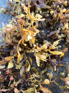 ALGAS SARGASSUM DE CALIDAD PREMIUM/RECIÉN SECADO/MEJOR OFERTA AL POR MAYOR/HECHO EN VIETNAM - Product Image 6