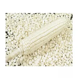 Bulk Quantity Best quality white Non Gmo maize for wholesale
