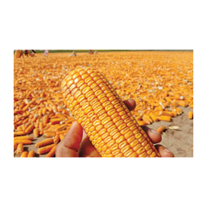 เมล็ดข้าวโพดสีเหลืองบริสุทธิ์จากธรรมชาติแบบ100% - Product Image 1