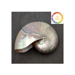 Nautilus Shell decorativo natural pulido de Vietnam para acuario de artesanía de arte y uso de decoración del hogar - Product Image 5