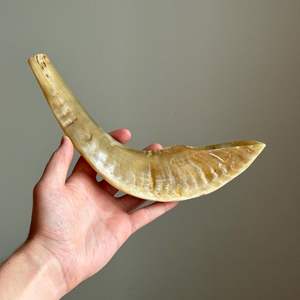 Corne de koudou Shofar Artisanat naturel Instrument de musique juif Animal de la famille des bovidés - Product Image 5