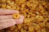 Vietnam Gedroogde Longan Fruit Premium Kwaliteit Bulk Groothandel Export Leverancier