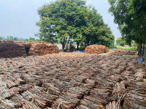 การส่งออกแยกอบเชย/cannelle/zimt-คุณภาพพรีเมี่ยมราคาไม่แพง (WA: + 84 362512699) - Product Image 2