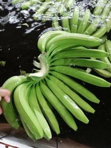 กล้วยเขียวกล้าเกรดเวียดนามเกรด A กล้วยหวานทนทานส่งออกจำนวนมาก - Product Image 4