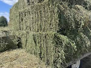 Heno de Alfalfa Natural con Alto Contenido de Fibra a la Venta al por Mayor, Heno de Alfalfa Verde Fresco de Primera Calidad, Rico en Proteínas, para Animales - Product Image 3