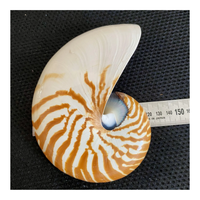 Grande coquille de nautilus véritable, coquille de nautilus à chambre pour la décoration sur le thème marin et l'artisanat d'art