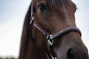 Diseño personalizado ecuestre occidental Inglés cuerda Halter Bling Rosa marrón cuero caballo Halter venta al por mayor barato personalizable caballo - Product Image 4