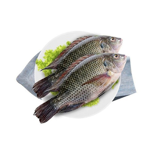 Nueva llegada de alta calidad Live Florida Tilapia mejor venta al por mayor 10KGS Pack Tilapia congelada de China Farm Direct Export - Product Image 5