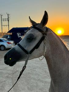 Harnais de spectacle en cuir de qualité supérieure pour chevaux |   Accessoires en acier inoxydable réglables faits à la main |   Durable, confortable, toutes tailles, personnalisable - Product Image 4