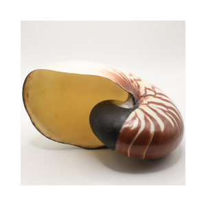 Decoración Artística de Concha Espiral con Incrustaciones de Nácar de Lujo para el Hogar, Coleccionable - Product Image 5