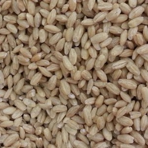 ข้าวบาร์เลย์คุณภาพพรีเมียมขายส่งแบบยกกระสอบ - Product Image 1