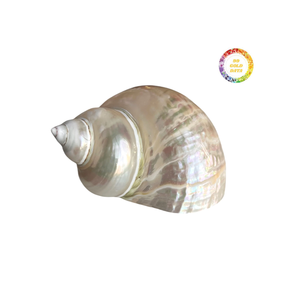 Venta caliente, carcasa de mar brillante de carcasa Turbo blanca para diseño de interiores y uso de exhibición de Vietnam - Product Image 2