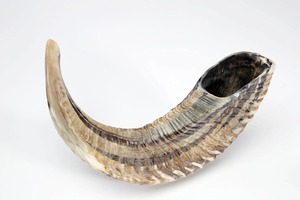 Shofar auténtico hecho a mano: cuerno de carnero natural Premium y cuerno de Kudu para ceremonias religiosas (uso ritual, elaborado en la India) - Product Image 4