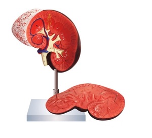 Thận Người Có Mô Hình Tuyến Thượng Thận Có Thể Được Chia Thành Hai Phần Giúp Biểu Tình Vỏ Thận - Product Image 4