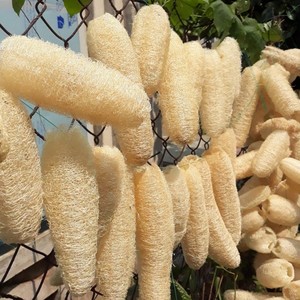 Loofah ฟองน้ำใยบวบสำหรับอาบน้ำ,ฟองน้ำใยบวบย่อยสลายได้ทางชีวภาพขายส่ง - Product Image 5