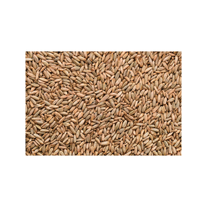 Grain de seigle en vrac en gros en stock à bas prix d'usine - Product Image 5
