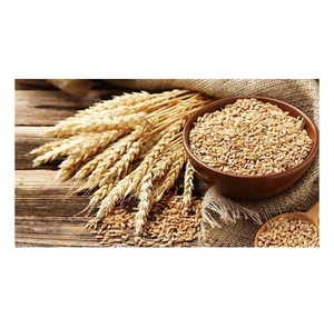 Granos de Trigo Duro de Alta Calidad |   Compra al por Mayor para Exportación - Product Image 2