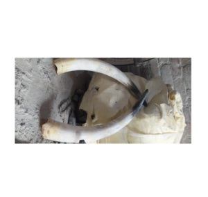 Par de bocina de búhos, claxon Natural montado, producto en oferta, para decoración de pared - Product Image 4