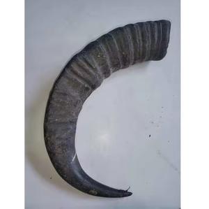 Pièce de corne fabriquée à la main en corne de buffle naturelle polie véritable corne pour tasse bijoux couteau poignée et décoration - Product Image 3