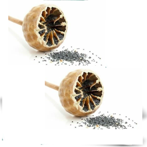 Graines de pavot de haute qualité Récolte 2026 - Product Image 2