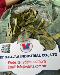 Feuilles de corossol séchées vietnamiennes, export direct d'usine - Product Image 4