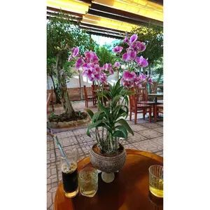 أصيص زهور طبيعي فيتنامي, تصميم فريد من نوعه لأصص جوز الهند الطبيعية الصديقة للبيئة من مزارعي الحدائق من الذهب بنسبة 99