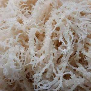 Musgo Marino Seco de Origen Vietnamita |   Estándar de Exportación |   Venta al por Mayor - Product Image 1