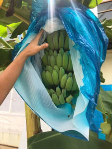 Bolsa de protección de plátano de plástico de polietileno perforado azul cubierta de manojo de plátano-bolsa cubierta de manojo de plátano plástico agrícola - Product Image 6