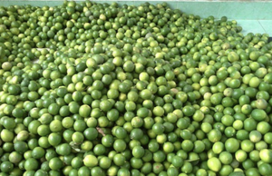 Disponible maintenant: Limes fraîches sans pépins du Vietnam de haute qualité - Product Image 4