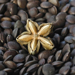 TOP EXPORTACIÓN NUECES PUROS INCA EN 2024 - Product Image 4